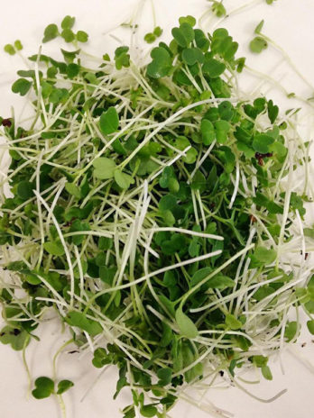 ARUGULA