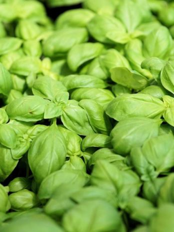 SWEET BASIL