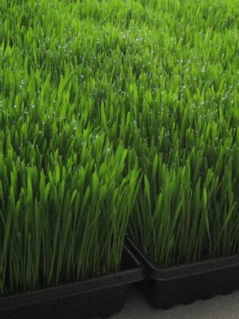 WHEATGRASS